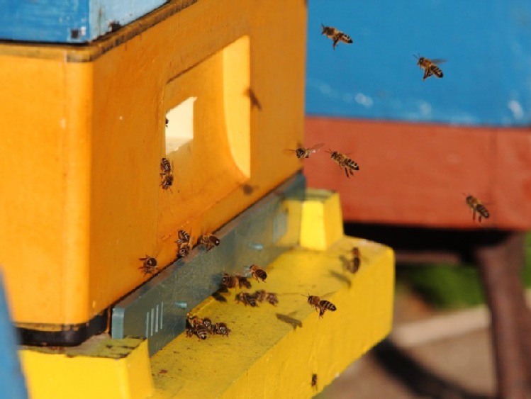 Proekologiczne projekty Ciechanowa dla owadów, w tym pszczół